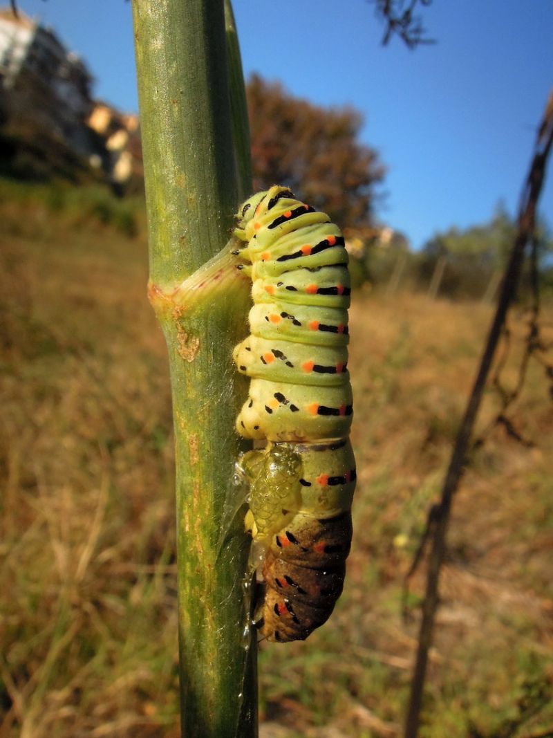lepidotteri vicino roma